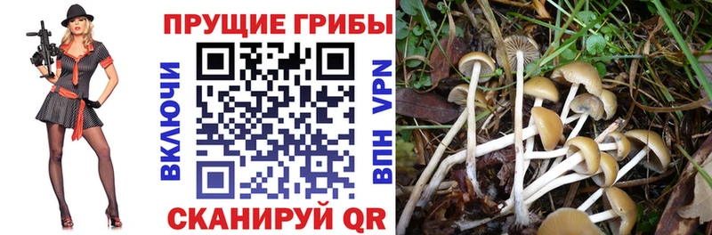 Псилоцибиновые грибы MAGIC MUSHROOMS  дарнет шоп  Судогда 